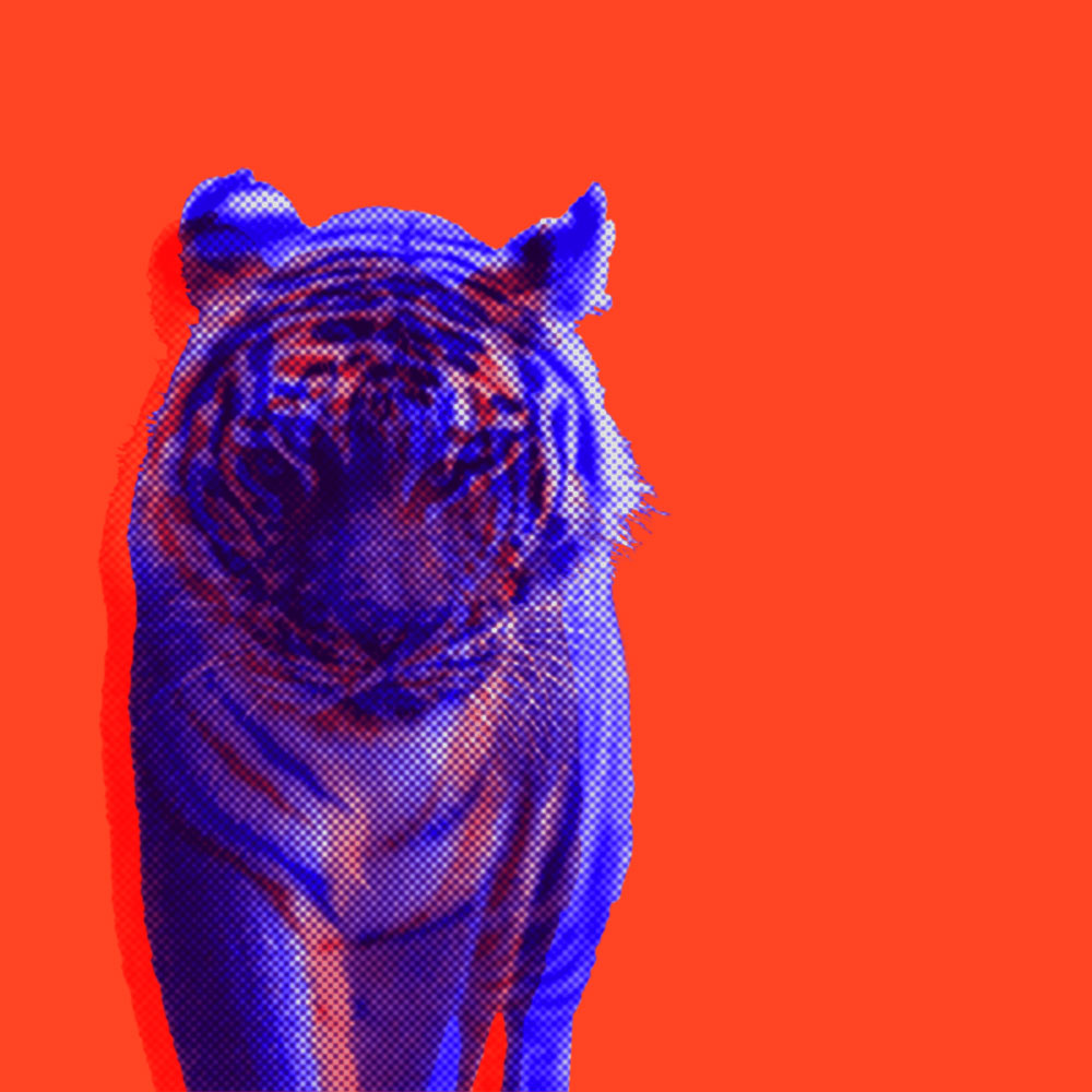 Tigre sur fond rouge